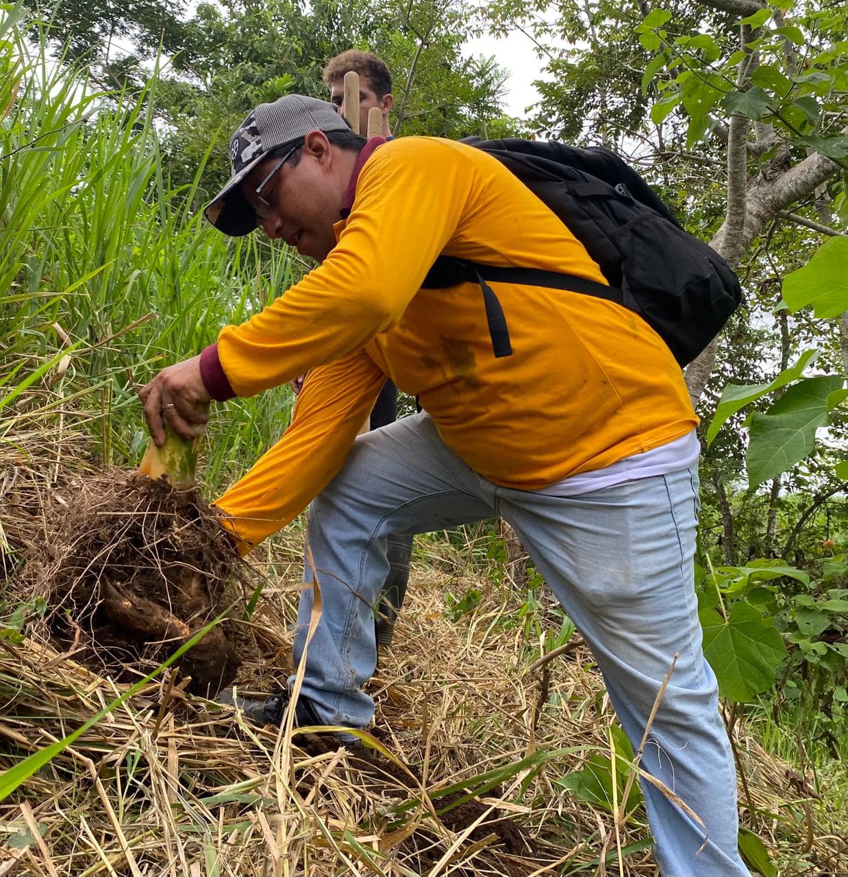 El Poder del Bambú para la Conservación Ambiental